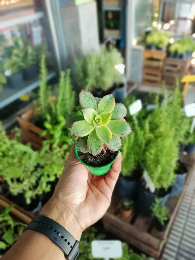 Aeonium – El Arbolito de Colores Pastel