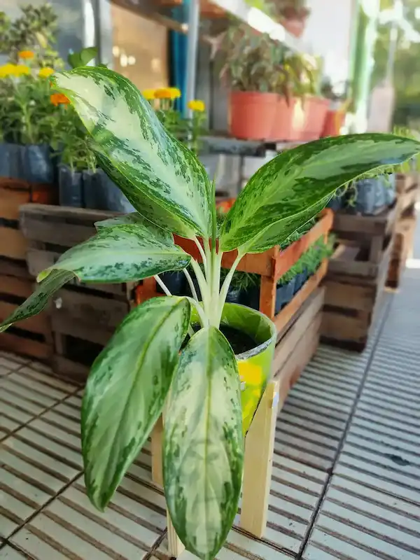 Aglaonema