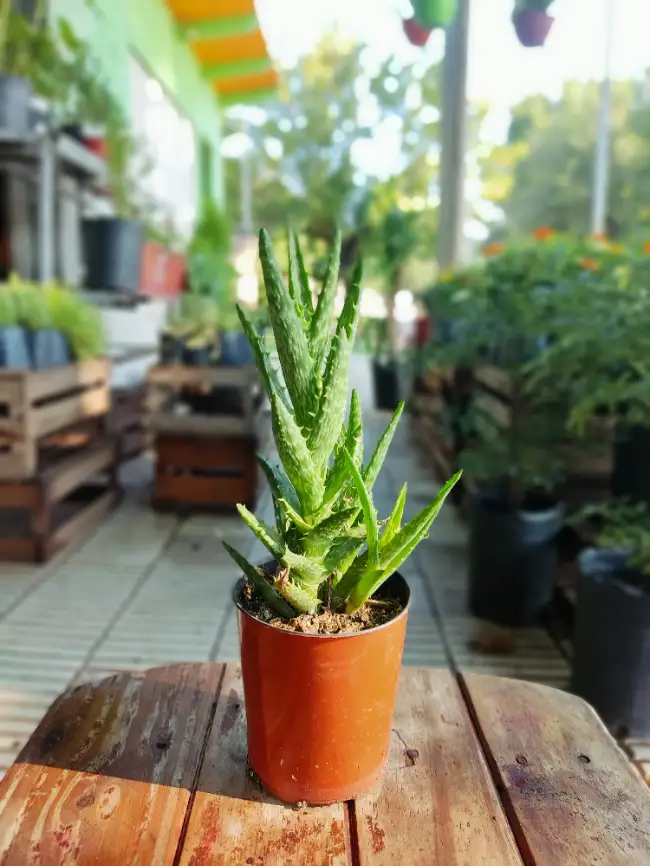 Aloe vera – La Planta Medicinal por Excelencia