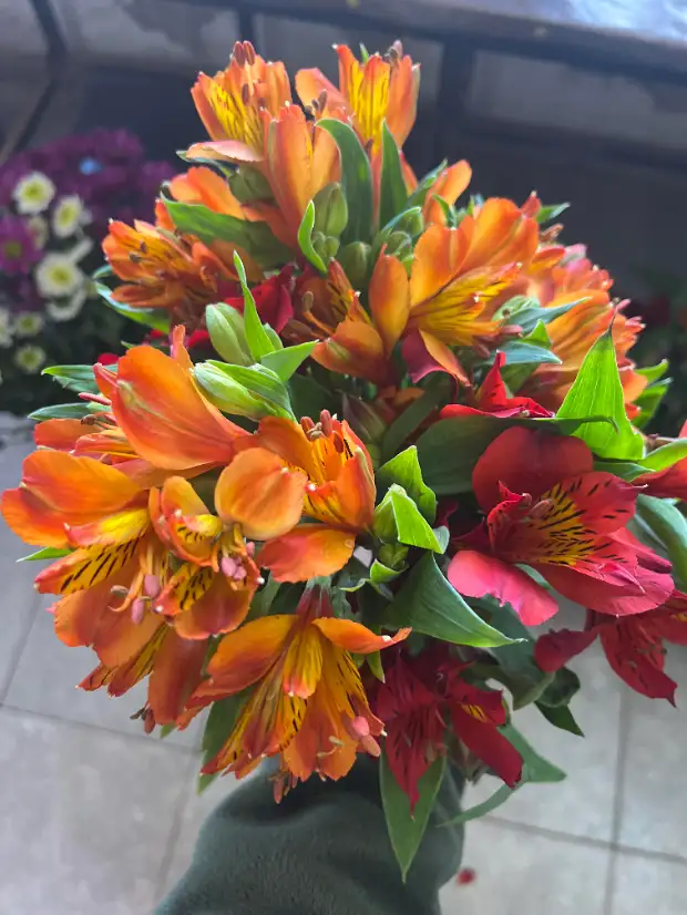 Alstroemeria "lirio"