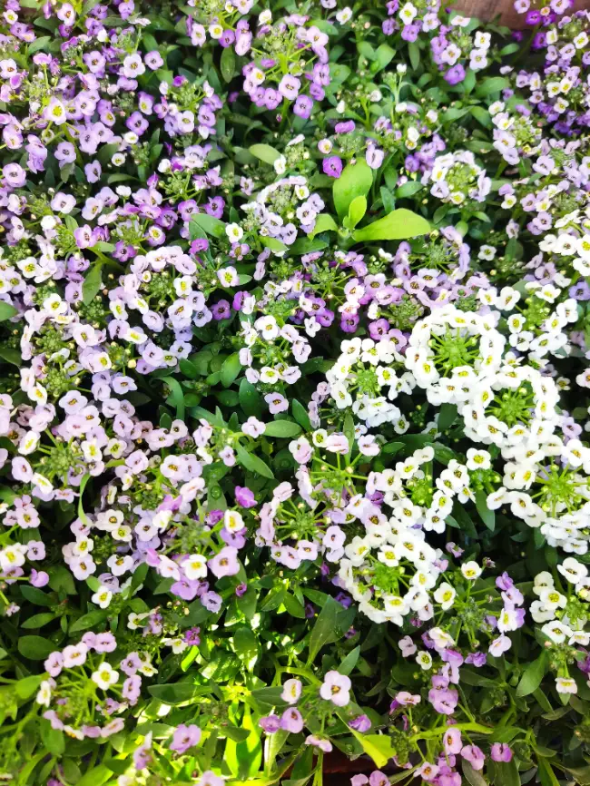 Alyssum (Flor de Miel)