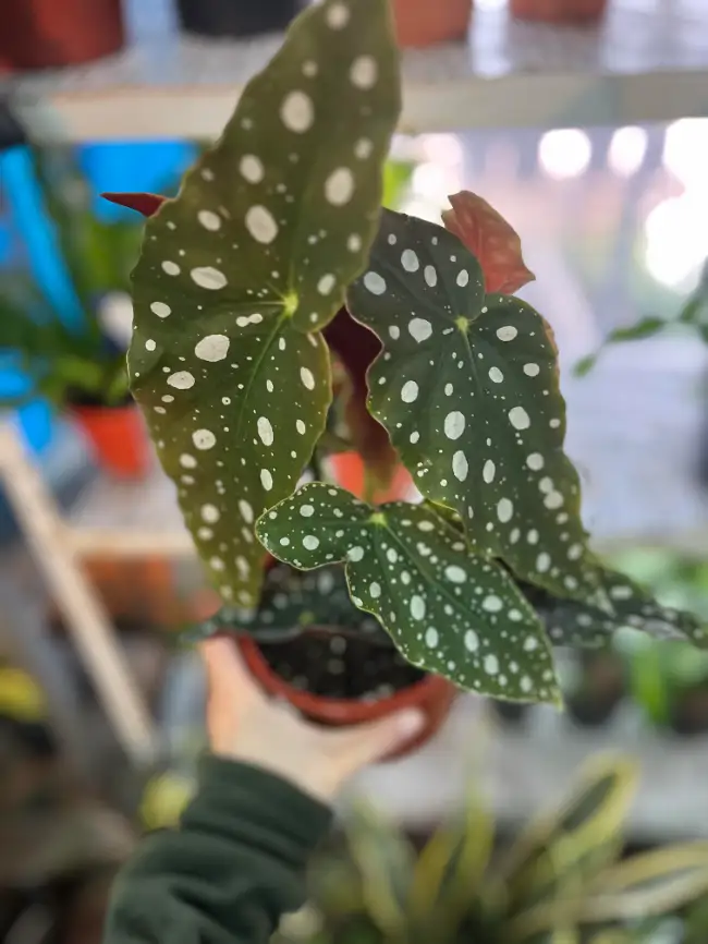 Begonia Ala de Ángel