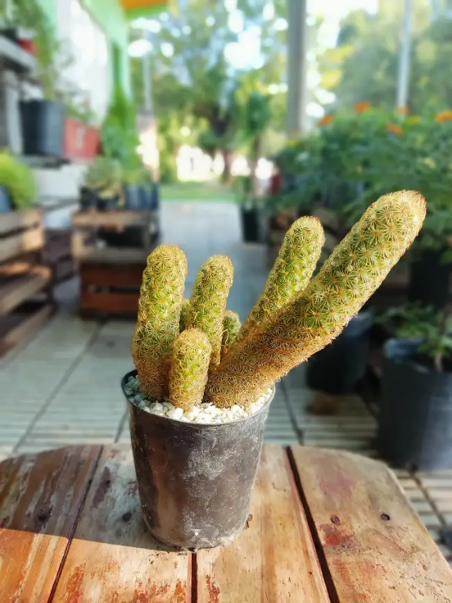 Cactus Dorado