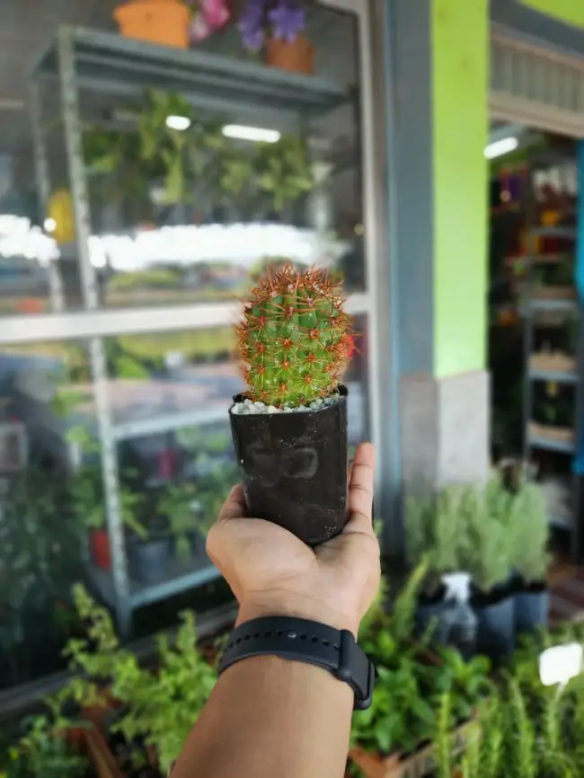 Cactus Reina de la Noche