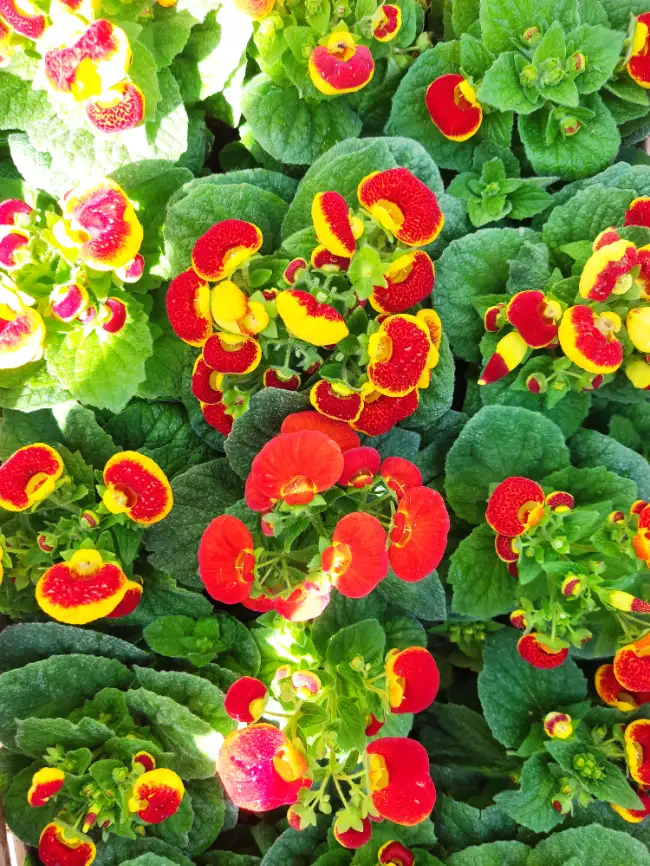 Calceolaria (Zapatito de la Virgen)