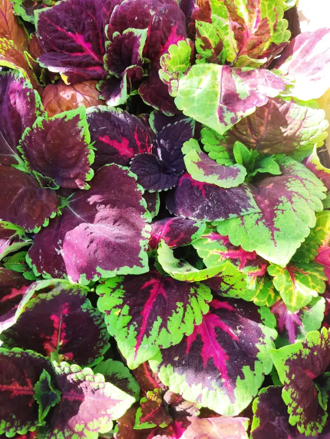 Coleus de Hojas Anchas