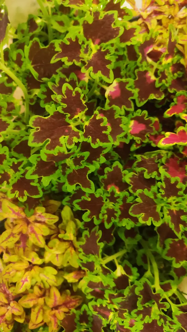 Coleus de Hojas Pequeñas