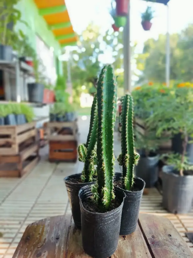 Columna Majestuoso - Cereus repandus