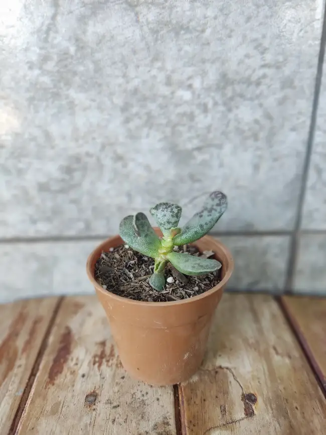 Corazón de Piedra - Adromischus cooper