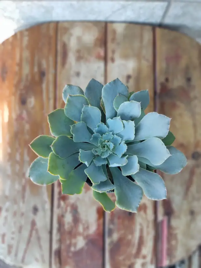 Echeveria – La Roseta Elegante