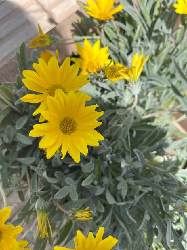 Euryops – La Margarita Amarilla de Jardín