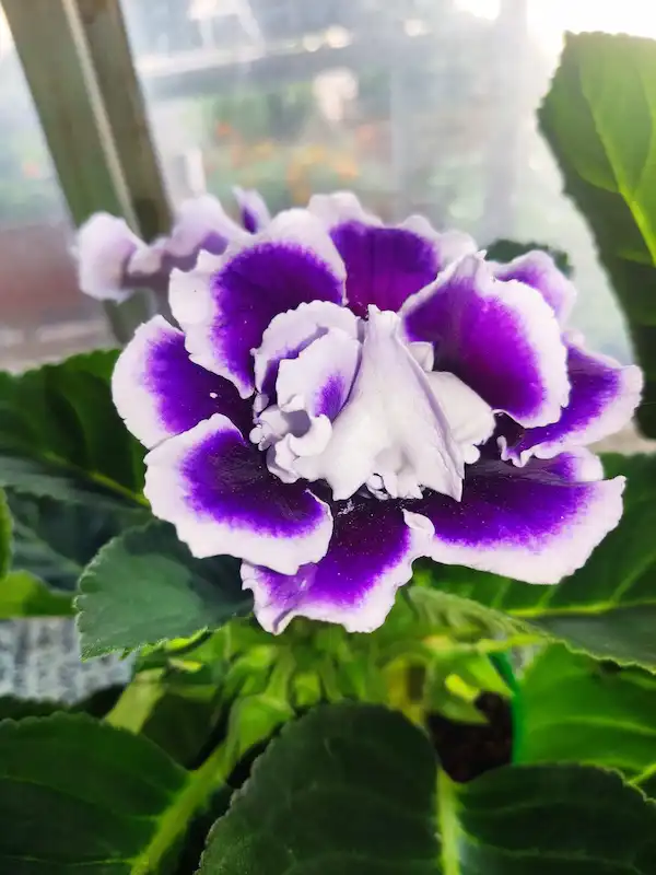 Gloxinia