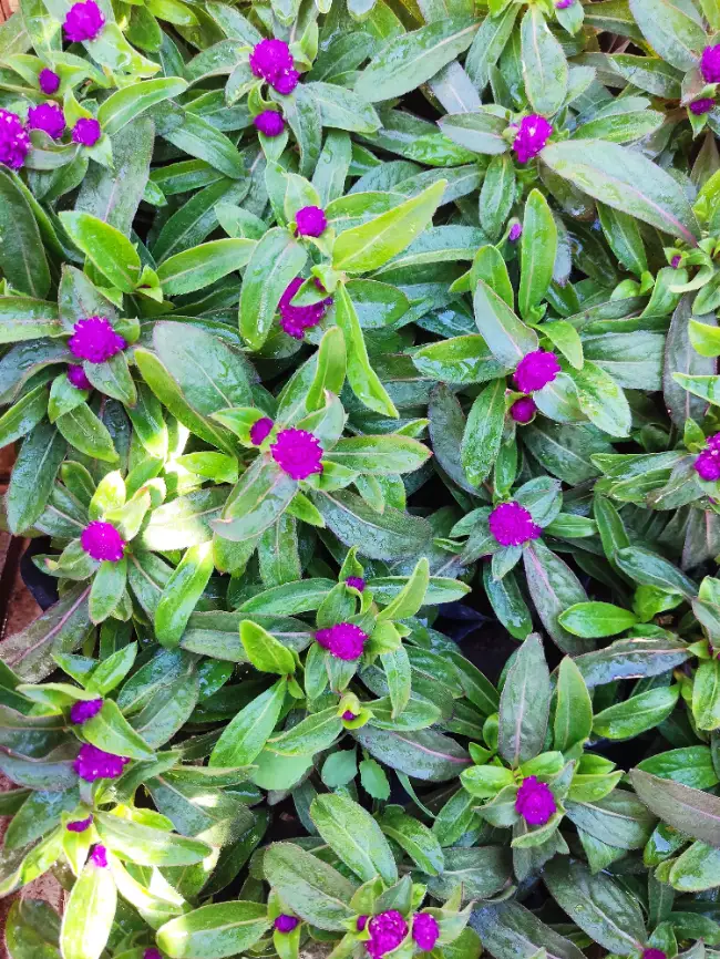 Gomphrena Globosa (Amaranto Redondo)