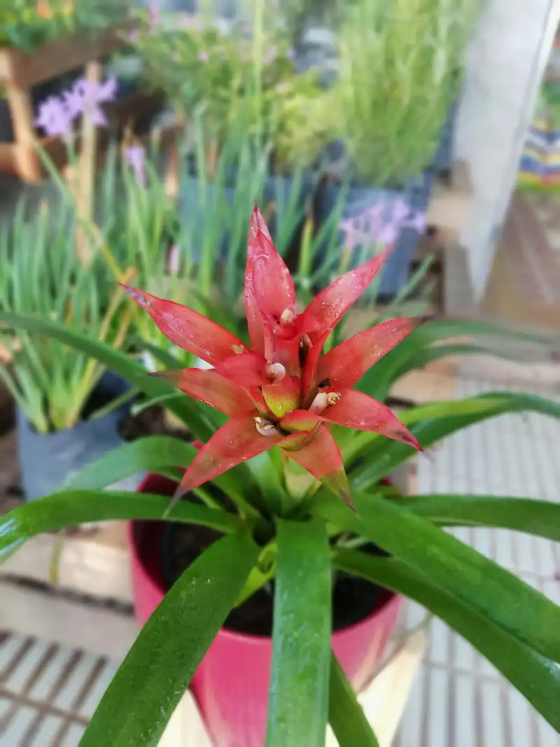 Guzmania