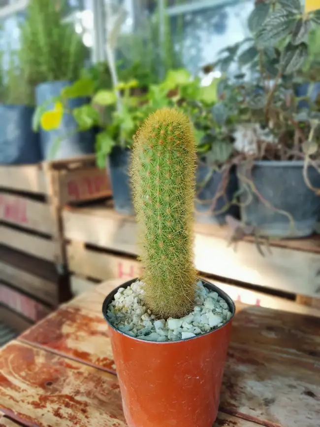 Haageocereus – El Cactus Compacto