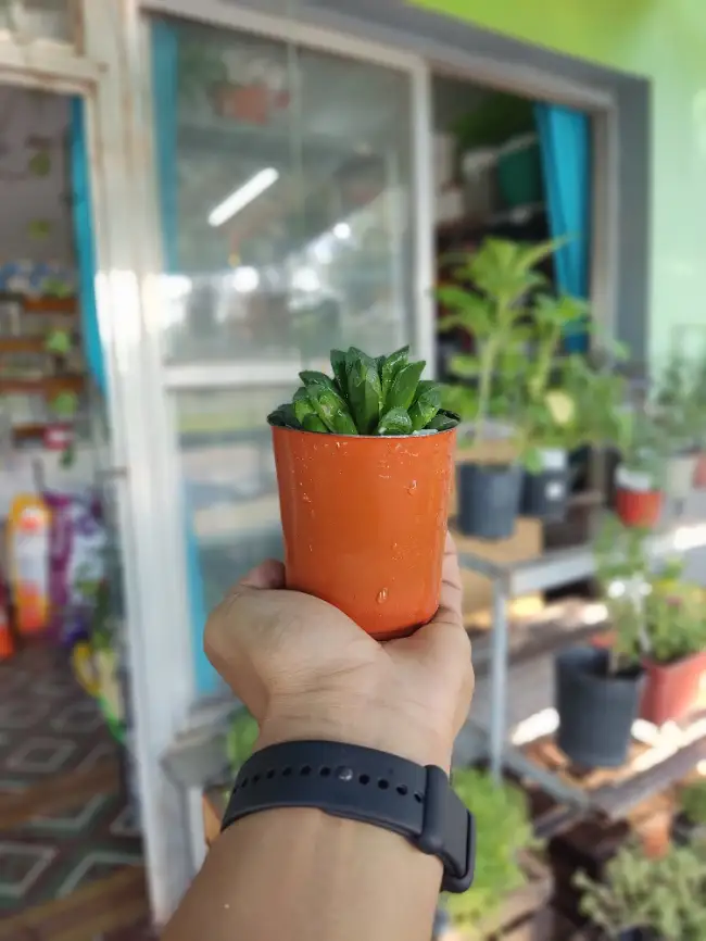 Haworthia retusa – La Suculenta Transparente