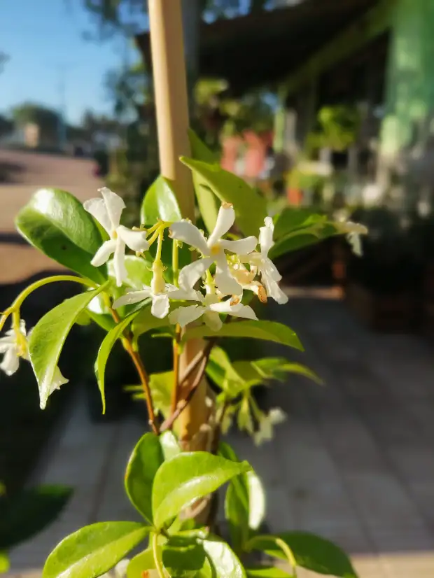 Jazmín de leche