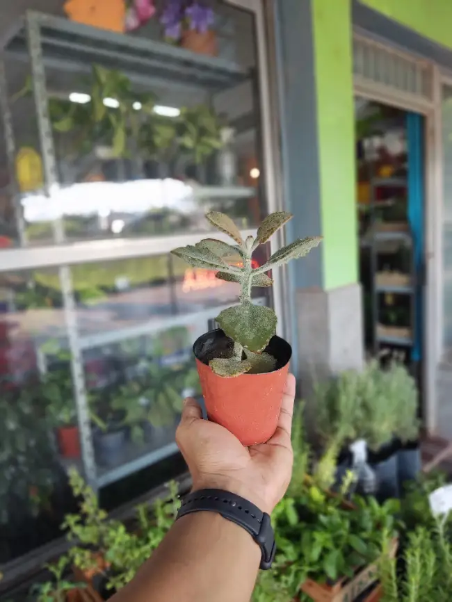 Kalanchoe Gigante