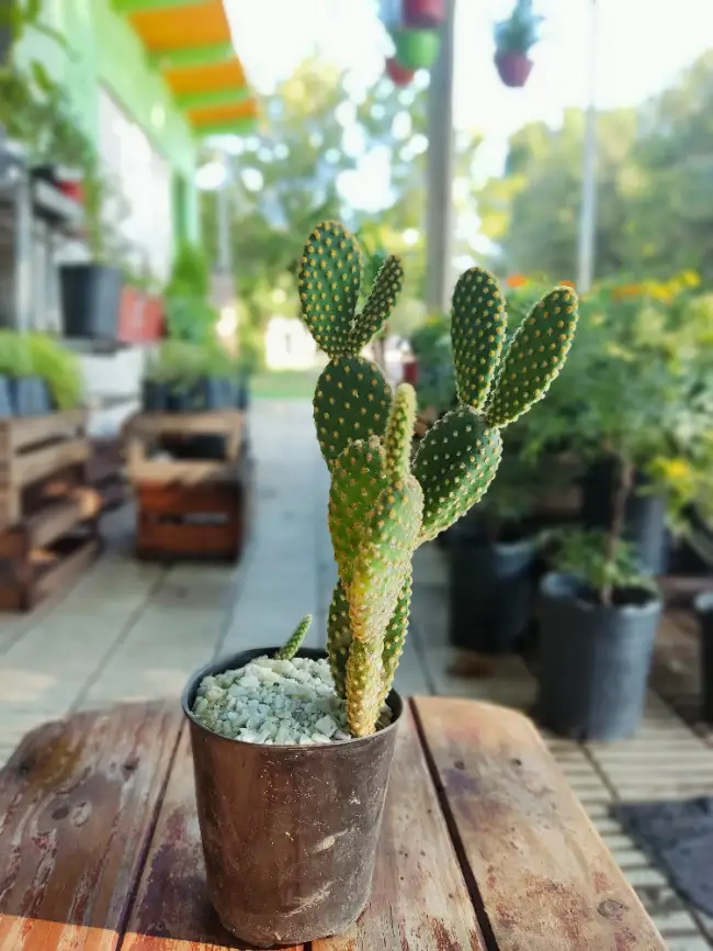 La Oreja de Conejo - Opuntia microdasys