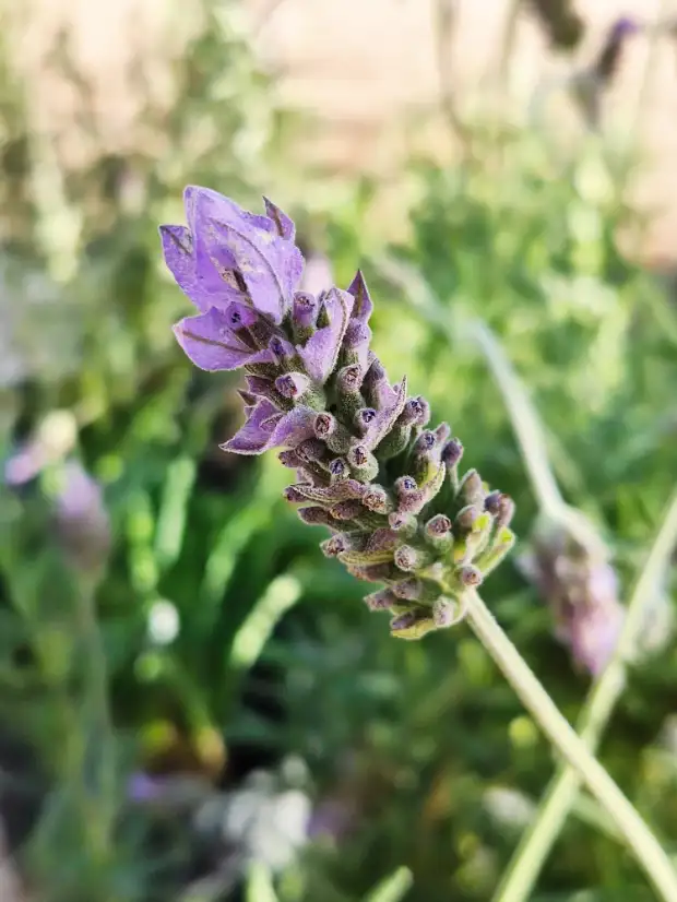 Lavanda Rizada (Lavanda dentata)