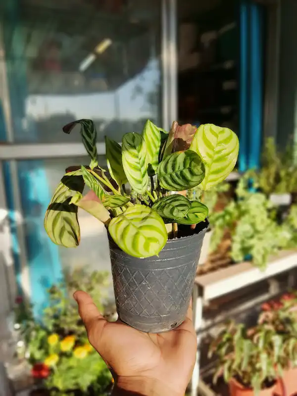 Maranta