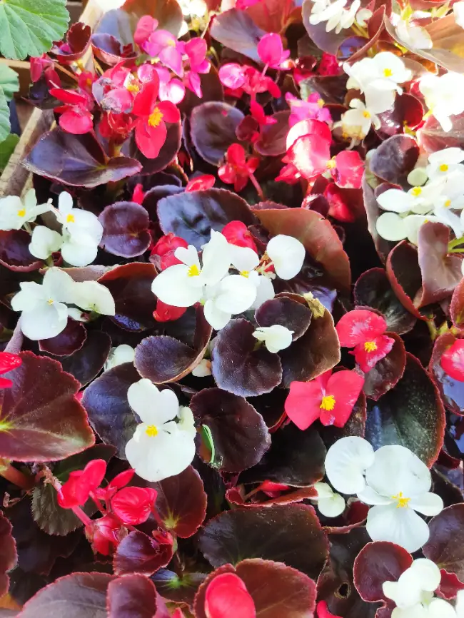 Nacar (Begonia Doble)