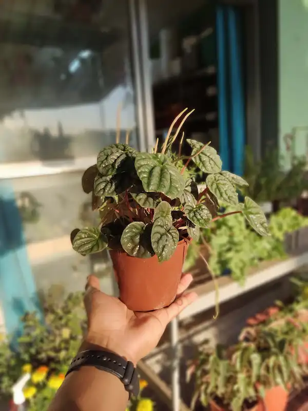 Peperomia Caperata