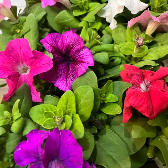 Petunias