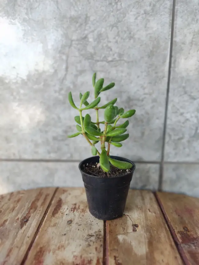 Árbol de Jade – La Suculenta de la Suerte